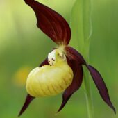 Obuwik pospolity, Cypripedium calceolus