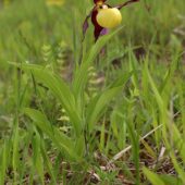 Obuwik pospolity, Cypripedium calceolus
