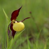 Obuwik pospolity, Cypripedium calceolus