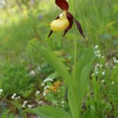 Obuwik pospolity, Cypripedium calceolus
