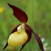 Obuwik pospolity, Cypripedium calceolus