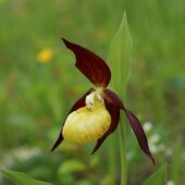 Obuwik pospolity, Cypripedium calceolus