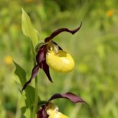 Obuwik pospolity, Cypripedium calceolus