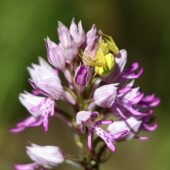 Storczyk kukawka, Orchis militaris