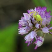 Storczyk kukawka, Orchis militaris