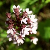 Storczyk purpurowy, Orchis purpurea