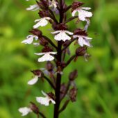Storczyk purpurowy, Orchis purpurea