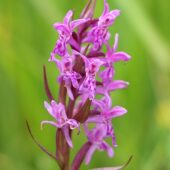 Kukułka szerokolistna, Dactylorhiza maialis
