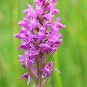 Kukułka szerokolistna, Dactylorhiza maialis