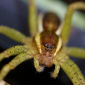 Bagnik przybrzeżny, Dolomedes fimbriatus