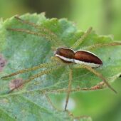 Bagnik przybrzeżny-DeNoiseAI-clear