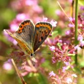 Czerwonczyk uroczek 2