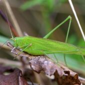 Dlugoskrzydlak sierposz, Phaneroptera falcata