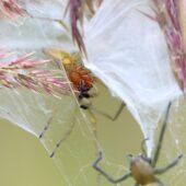 Kolczak zbrojny, Cheiracanthium punctorium
