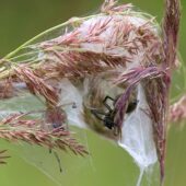 Kolczak zbrojny, Cheiracanthium punctorium