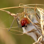 Kolczak zbrojny, Cheiracanthium punctorium