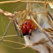 Kolczak zbrojny, Cheiracanthium punctorium