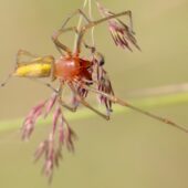 Kolczak zbrojny, Cheiracanthium punctorium
