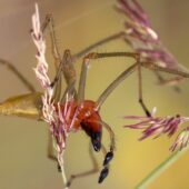 Kolczak zbrojny, Cheiracanthium punctorium