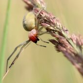 Kolczak zbrojny, Cheiracanthium punctorium