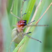 Kolczak zbrojny, Cheiracanthium punctorium