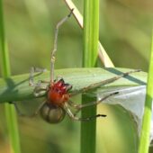 Kolczak zbrojny, Cheiracanthium punctorium