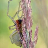 Kolczak zbrojny, Cheiracanthium punctorium