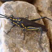 Poekilocerus bufonius