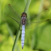 Lecicha południowa, Orthetrum brunneum