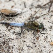 Lecicha pospolita, Orthetrum cancellatum