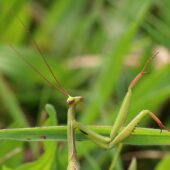 Modliszka, Mantis religiosa