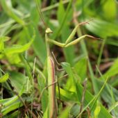 Modliszka, Mantis religiosa