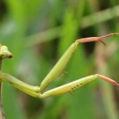 Modliszka, Mantis religiosa