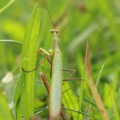 Modliszka, Mantis religiosa