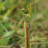 Modliszka, Mantis religiosa