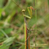 Modliszka, Mantis religiosa
