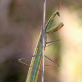 Modliszka, Mantis religiosa