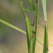 Modliszka, Mantis religiosa