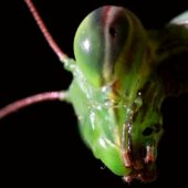 Modliszka, Mantis religiosa