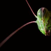 Modliszka, Mantis religiosa