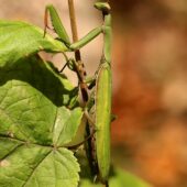 Modliszka, Mantis religiosa
