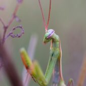 Modliszka, Mantis religiosa