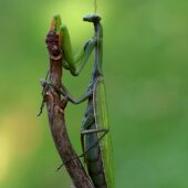 Modliszka, Mantis religiosa