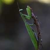 Modliszka, Mantis religiosa