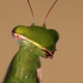 Modliszka, Mantis religiosa