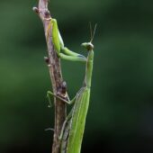 Modliszka, Mantis religiosa