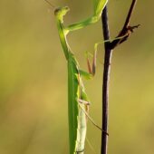 Modliszka, Mantis religiosa