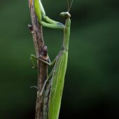 Modliszka, Mantis religiosa