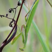Modliszka, Mantis religiosa