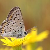 Modraszek 08.08.2022